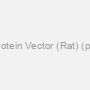 FAM3C Protein Vector (Rat) (pPB-N-His)